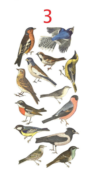 Bird Wall Decals, Vintage Bird Sticker, Bird Wall Decor, Bird Lovers Gift